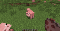 Putting eggs of pigs on a pig, makes babies on it.png
