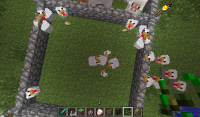 chickens.png