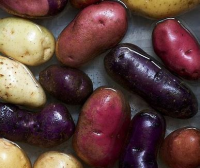 Potato's Old Color.jpg