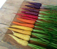 old colored carrots.jpg
