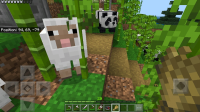 Sheep stuck in Bamboo.jpg
