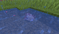 Axolotl Regening.png