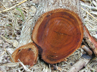 what is acacia wood.jpg