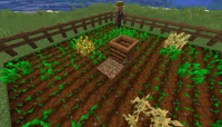 Seed on dirt.png